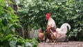 Cock stands on country farm yard with hens against bushes Royalty Free Stock Photo