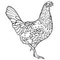 Cock vector drawing. Handmade. black and white Royalty Free Stock Photo