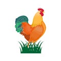 vector on white background. Beautiful roster. rooster standing on the grass