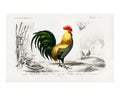 Cock vintage illustrated by Charles Dessalines D` Orbigny. Digitally enhanced by rawpixel Royalty Free Stock Photo