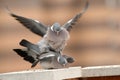 of the wood pigeons on the roof