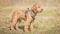 Cockapoo pet dog Cockerpoo coker