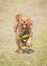 Cockapoo pet dog Cockerpoo coker