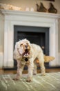 Cockapoo barking in front of fire Royalty Free Stock Photo