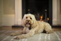 Cockapoo barking in front of fire Royalty Free Stock Photo