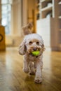 Cockapoo bring ball back to owner Royalty Free Stock Photo