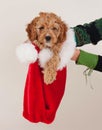 Cockapoo christmas puppy Royalty Free Stock Photo