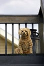 Cockapoo dog attentive on the top of the stairs Royalty Free Stock Photo