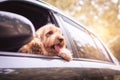 cockapoo dog on car