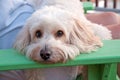 Cockapoo dog on a lounge chair Royalty Free Stock Photo