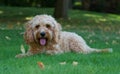 Cockapoo dog in the garden Royalty Free Stock Photo