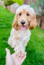 Cockapoo dog gives paw, obedience training in the garden Royalty Free Stock Photo