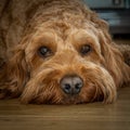 A cockapoo dog lying on the floor of a house Royalty Free Stock Photo