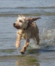 Cockapoo dog running through sea at cornish beach Royalty Free Stock Photo