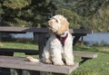 Cockapoo dog sitting on a picnic table outdoors Royalty Free Stock Photo