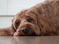 Cockapoo with head on floor Royalty Free Stock Photo