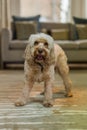 Cockapoo looking up Royalty Free Stock Photo