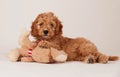 Cockapoo puppy with a bear toy