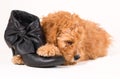 Cockapoo puppy with black shoe Royalty Free Stock Photo