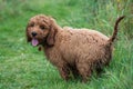 Young Cockapoo Puppy playing in rain Royalty Free Stock Photo