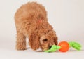 Cockapoo puppy with dog toy