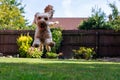 A Cockapoo puppy flies through the air with excitement in a sunny garden Royalty Free Stock Photo