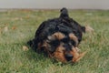 Cockapoo puppy laying on green grass in the garden, selective focus