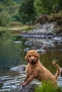 Cockapoo puppy in Loch Ard