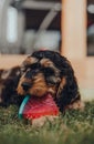 Cockapoo puppy plays with a watermelon slice-shaped chewy toy in a garden Royalty Free Stock Photo