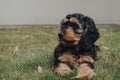 Cockapoo puppy relaxing on a grass in the garden, selective focus Royalty Free Stock Photo