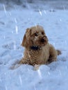 A Cockapoo puppy sits on snowy ground as the snow beings to fall