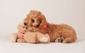 Cockapoo puppy with toy