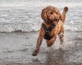 Cockapoo running in the water at beach Royalty Free Stock Photo