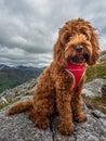 Young Cockapoo sitting on a rock