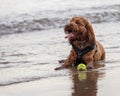 Cockapoo sitting in the water at the beach Royalty Free Stock Photo