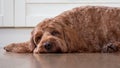 Cockapoo sleeping on the kitchen floor Royalty Free Stock Photo