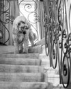 Cockapoo on stairs