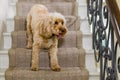 Cockapoo on stairs Royalty Free Stock Photo