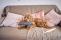 cockapoo with a stolen slipper on the sofa Royalty Free Stock Photo
