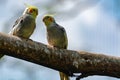 Cockateil, quarrion or weero parrots on thee, living in Australia Royalty Free Stock Photo