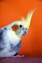 Cockatiel