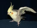 Cockatiel Royalty Free Stock Photo