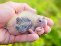 Cockatiel baby at a hand