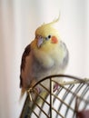 Cockatiel bird on a cage