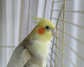 Cockatiel bird in a cage Royalty Free Stock Photo