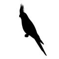 Cockatiel bird silhouette