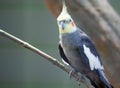 Cockatiel bird on a tree branch. Grey parrot - Nymphicus hollandicus