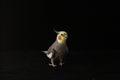 Cockatiel on black background Royalty Free Stock Photo