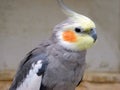 Cockatiel budgerigar