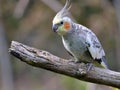 Cockatiel budgerigar perched on branch Royalty Free Stock Photo